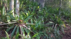 Nidularium innocentii