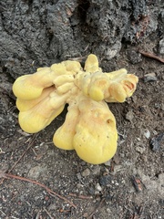 Laetiporus gilbertsonii