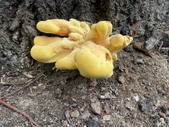 Laetiporus gilbertsonii