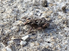 Coniocleonus excoriatus