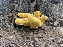 Laetiporus gilbertsonii