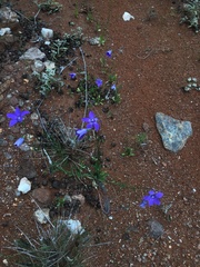 Wahlenbergia multicaulis