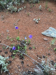 Wahlenbergia multicaulis