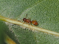 Temnothorax