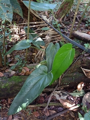 Anthurium dominicense