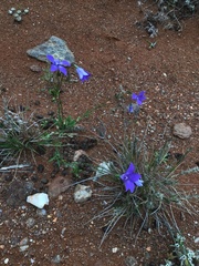 Wahlenbergia multicaulis