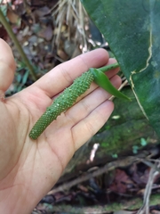 Anthurium dominicense