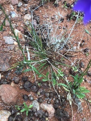 Wahlenbergia multicaulis