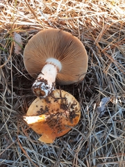 Cortinarius mucosus
