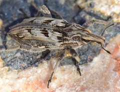 Coniocleonus excoriatus