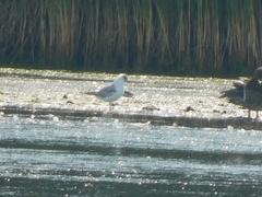 Chroicocephalus philadelphia