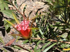 Lambertia formosa