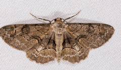 Iridopsis larvaria