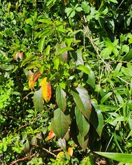 Aristotelia chilensis