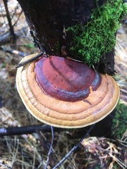 Fomitopsis mounceae