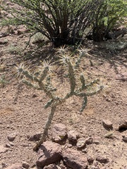 Cylindropuntia molesta