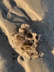 Clathria prolifera