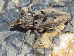 Coniocleonus excoriatus