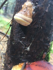 Fomitopsis mounceae