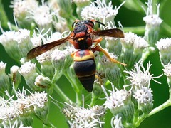 Euodynerus crypticus