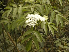 Sambucus peruviana