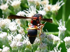 Euodynerus crypticus