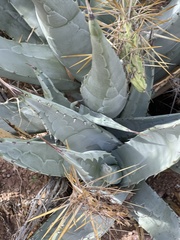 Agave deserti