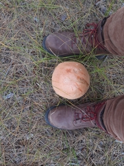 Leccinum vulpinum