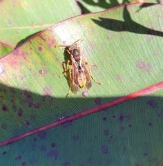 Polistes humilis