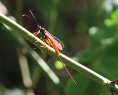 Dolichomitus irritator