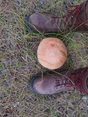 Leccinum vulpinum