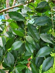 Eugenia candolleana