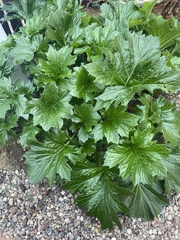 Acanthus mollis