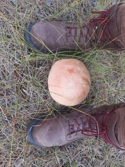 Leccinum vulpinum