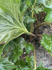 Acanthus mollis