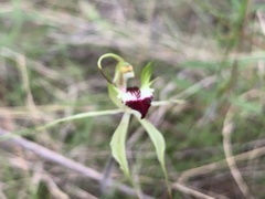 Caladenia atrovespa