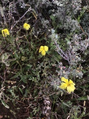 Goodenia fascicularis