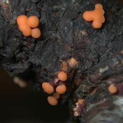 Nectriaceae