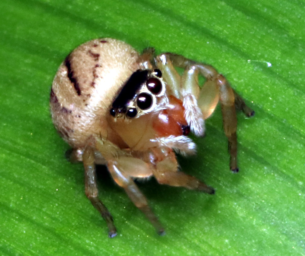 White Garland House Hopper in September 2022 by juliegraham173 · iNaturalist