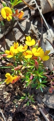 Pultenaea pedunculata