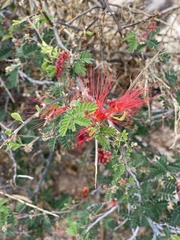 Calliandra californica