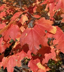 Acer saccharum