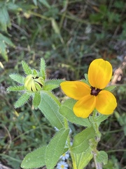 Rudbeckia