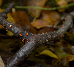Nectriaceae