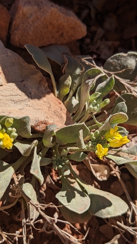 Image of Chamber's twinpod by (c) Darrin Gobble, some rights reserved (CC BY)