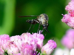 Lepidophora lepidocera