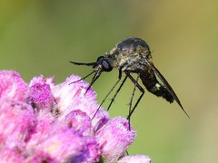 Lepidophora lepidocera