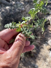 Pachycormus discolor