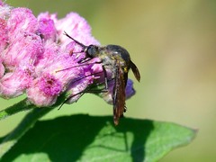 Lepidophora lepidocera