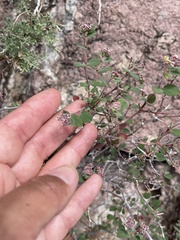 Euphorbia tomentulosa